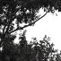 Drzewa Sydney Blue Gum and Eucalyptus - Pandora-land