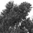 Drzewa Sydney Blue Gum and Eucalyptus - Pandora-land