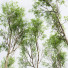 Drzewa Prunus Spinosa and Weeping Willow - Pandora-land