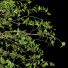 Drzewa Prunus Spinosa and Weeping Willow - Pandora-land