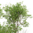 Drzewa Prunus Spinosa and Weeping Willow - Pandora-land