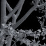 Drzewa Prunus Spinosa and Weeping Willow - Pandora-land