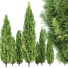 Trees Italian Cypress 4 - Pandora-land