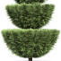 Trees Italian Cypress 4 - Pandora-land
