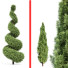 Trees Italian Cypress 4 - Pandora-land