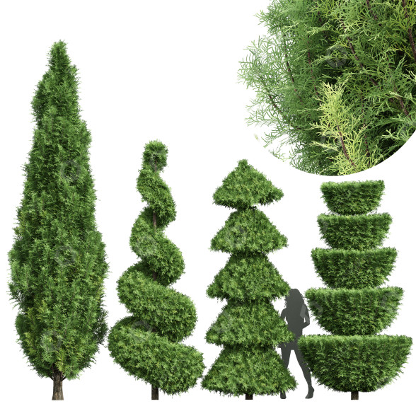 Trees Italian Cypress 4 3D model