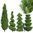 Trees Italian Cypress 4 - Pandora-land