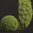 Krzewy Ficus Concinna Bonsai Pruned20 - Pandora-land