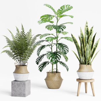 Plantas en macetas  Conjunto de interior 10 Modelo 3D
