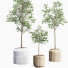 Plantes en pot Ensemble intérieur 11 - farshidtavakoli