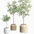 Plantes en pot Ensemble intérieur 11 - farshidtavakoli