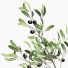 Plantes en pot Ensemble intérieur 11 - farshidtavakoli