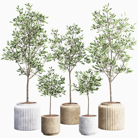 Plantes en pot Ensemble intérieur 11 modèle 3D