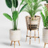 Plantas en macetas Conjunto de interior 07 - farshidtavakoli