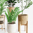 Plantas en macetas Conjunto de interior 07 - farshidtavakoli