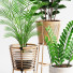 Plantas en macetas Conjunto de interior 07 - farshidtavakoli