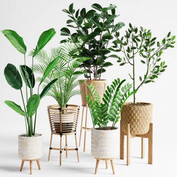 Plantas en macetas  Conjunto de interior 07 Modelo 3D