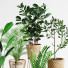 Plantas en macetas Conjunto de interior 07 - farshidtavakoli