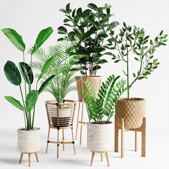 Plantas en macetas Conjunto de interior 07 Modelo 3D