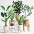 Plantas en macetas Conjunto de interior 07 - farshidtavakoli