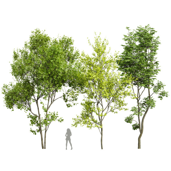 Drzewa Acer Saccharinum and Hazel Leaves model 3D