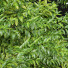 Drzewa Black Locust Blossom and Acer Saccharinum - Pandora-land