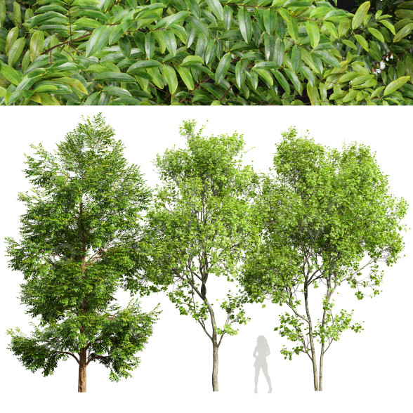 Drzewa Black Locust Blossom and Acer Saccharinum model 3D