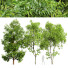 Drzewa Black Locust Blossom and Acer Saccharinum - Pandora-land