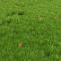 L'herbe Parc été - Pandora-land