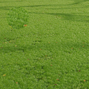 L'herbe Parc été