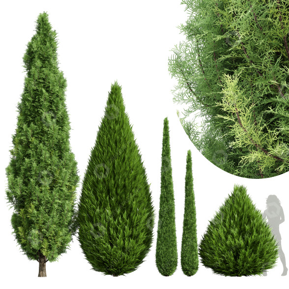 Дерева Кипарис 3D модель