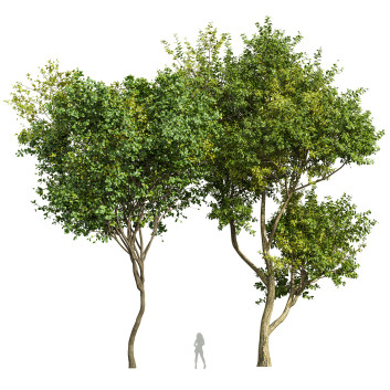 Bäume Eukalyptus und Buschblatt