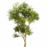 Drzewa Eucalyptus and Bush Leaf - Pandora-land