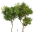 Drzewa Eucalyptus and Bush Leaf - Pandora-land