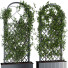 Żywopłot Ivy Plant Set 01 - milad-rahimi