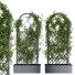 Żywopłot Ivy Plant Set 01 - milad-rahimi