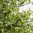 Drzewa Acer Buergerianum and Saccharinum Spring - Pandora-land
