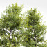 Drzewa Acer Buergerianum and Saccharinum Spring - Pandora-land