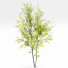 Drzewa Acer Buergerianum and Saccharinum Spring - Pandora-land