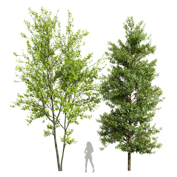Drzewa Acer Buergerianum and Saccharinum Spring model 3D
