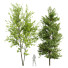 Drzewa Acer Buergerianum and Saccharinum Spring - Pandora-land