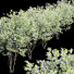 Árboles Hoja de cereza japonesa y Amelanchier Lamarckii - Pandora-land