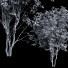Árboles Hoja de cereza japonesa y Amelanchier Lamarckii - Pandora-land