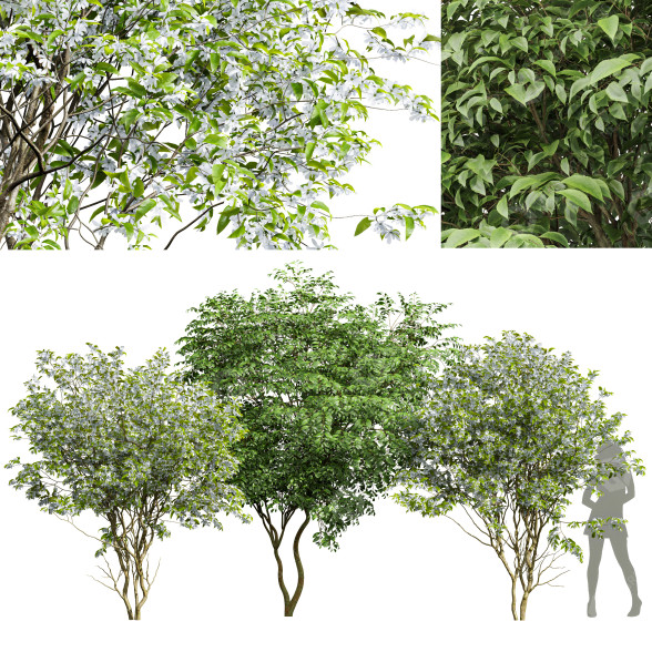 Árboles Hoja de cereza japonesa y Amelanchier Lamarckii Modelo 3D