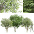 Árboles Hoja de cereza japonesa y Amelanchier Lamarckii - Pandora-land