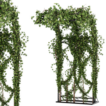 Hecke Efeu Pflanzen Set 03