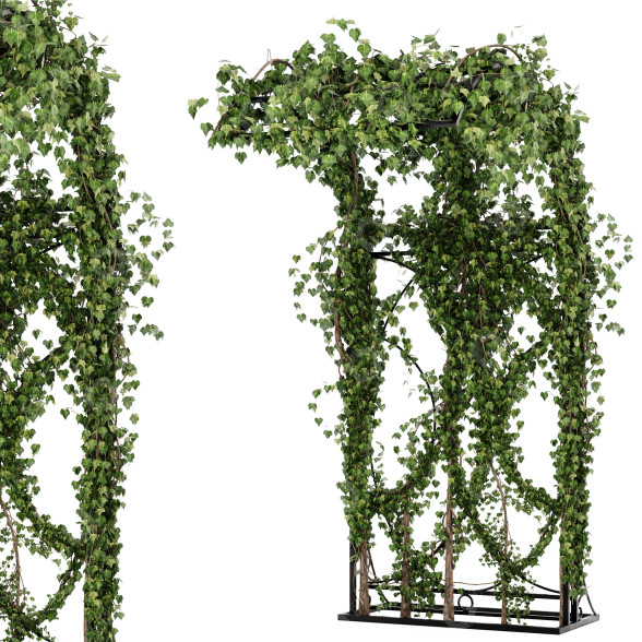 Couverture Ensemble de plantes de lierre 03 modèle 3D