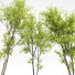 Árboles Real acer saccharinum primavera y palo verde - Pandora-land