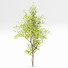 Árboles Real acer saccharinum primavera y palo verde - Pandora-land