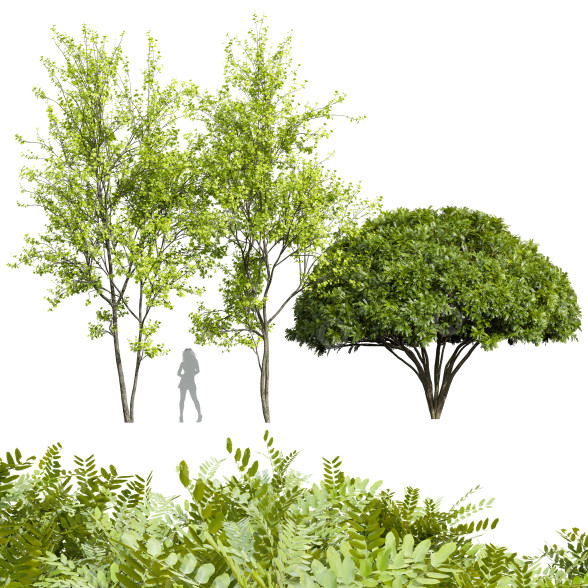 Árboles Real acer saccharinum primavera y palo verde Modelo 3D